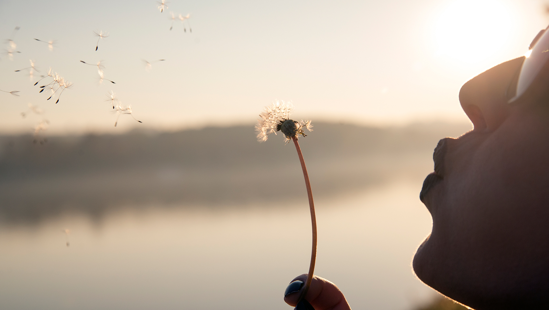 Person in sunglasses in the evening sun blowing away the seeds of a dandelion